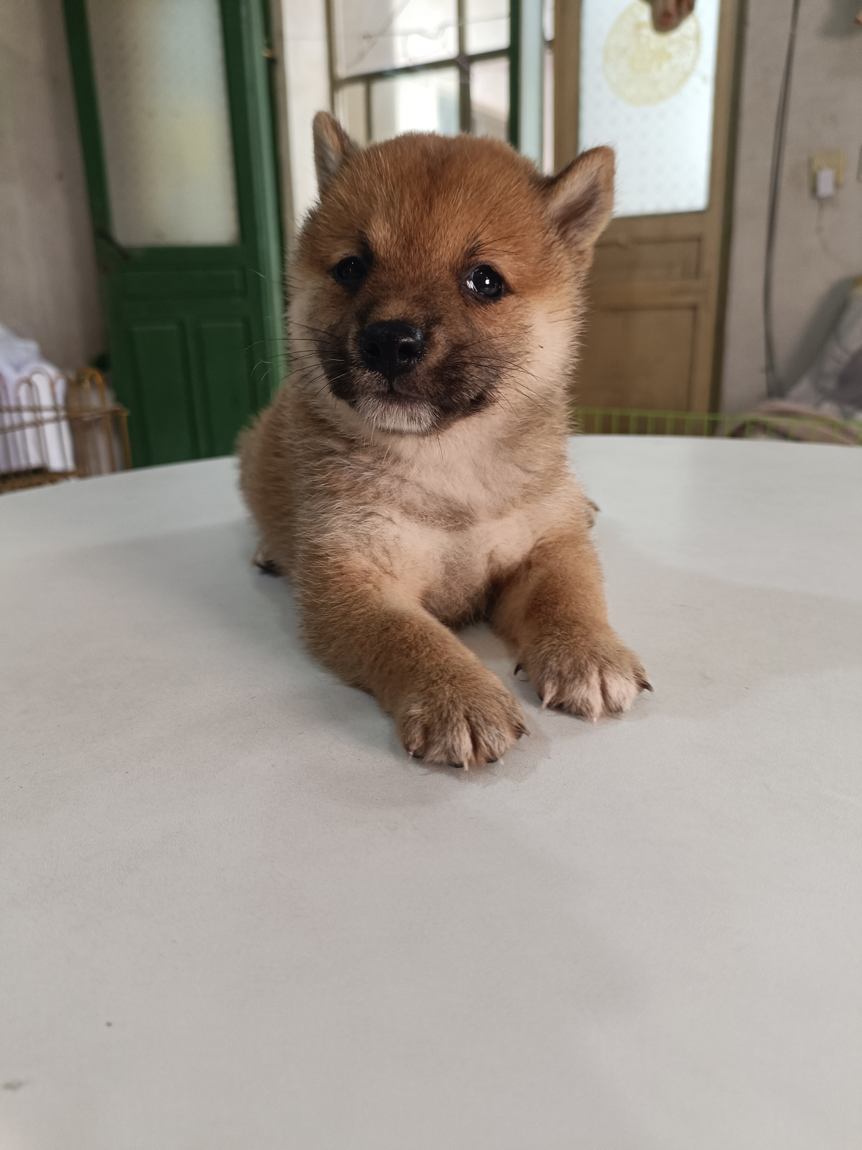 柴犬